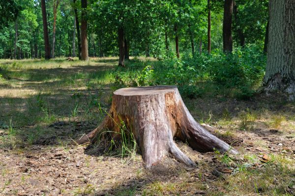 Stump Cutting Service