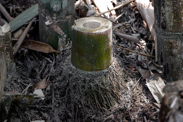 Bamboo Stump Grinding Service