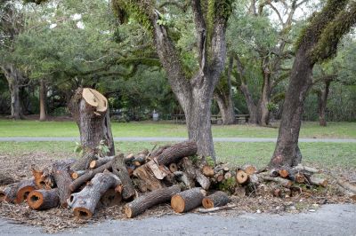Stump Removal