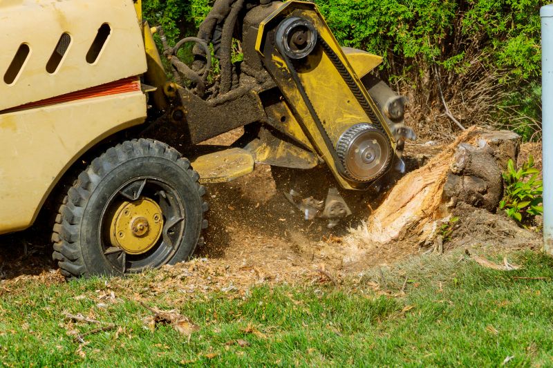 Cost of Stump Removal — Cost of Stump Removal