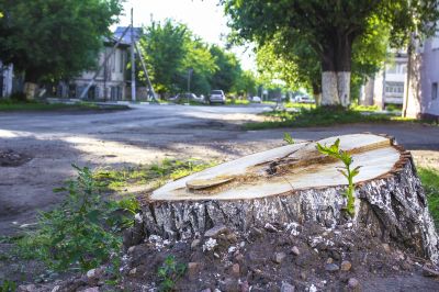 Final Landscape Preparation