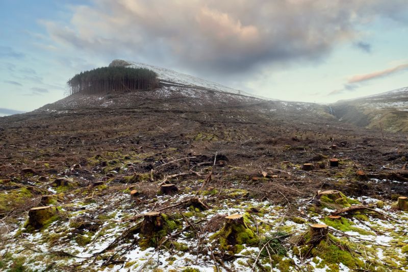 Landscape Post-Removal